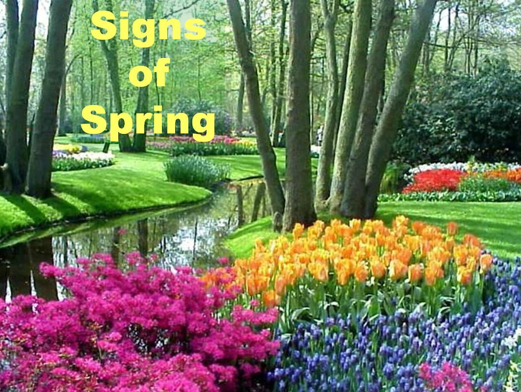 Image result for signs of spring